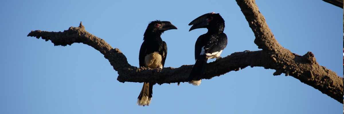 Quick solution to the Kardashian situation